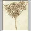 Segge-Pflanze, um 1510.html